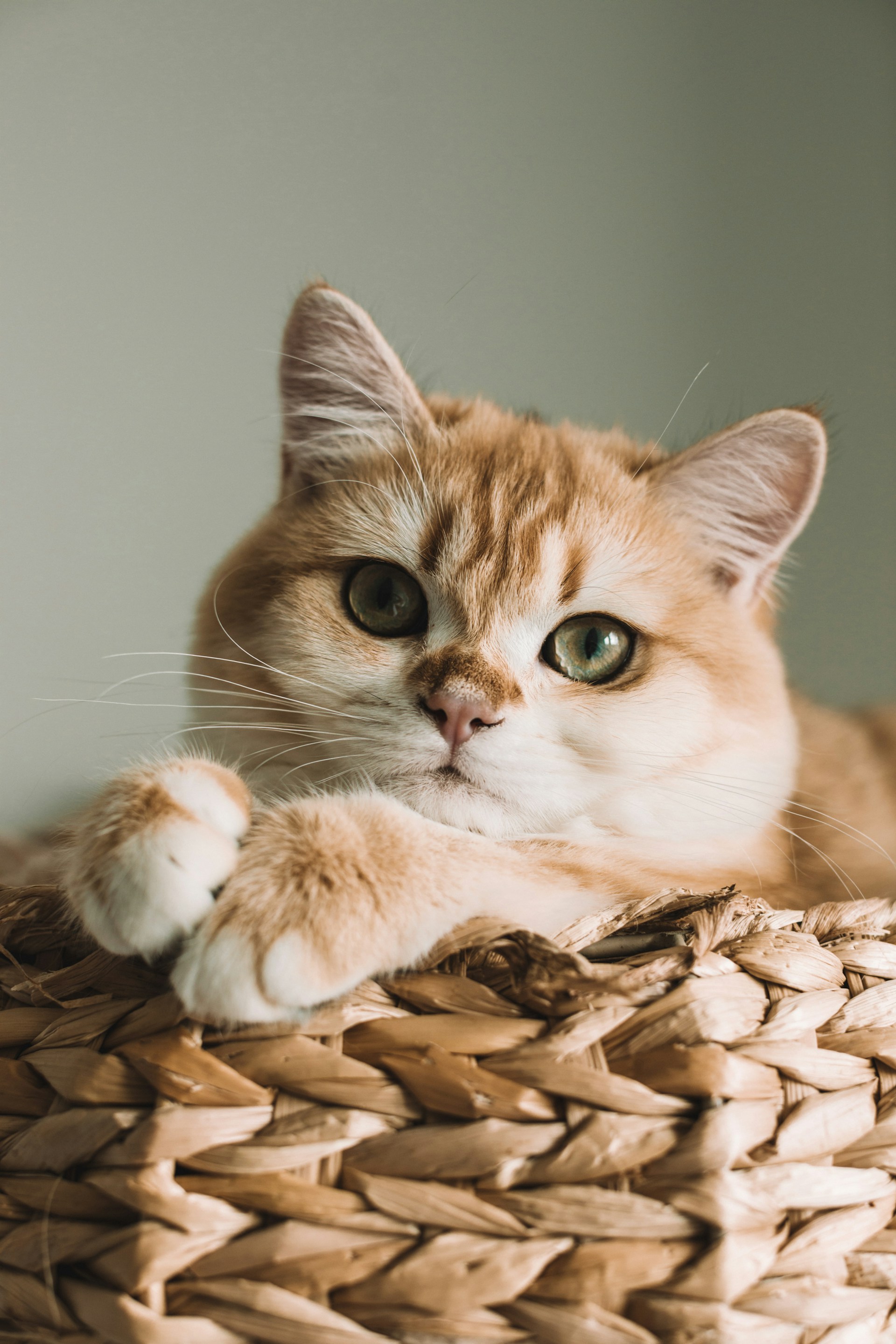 Pet Insurance for Cats