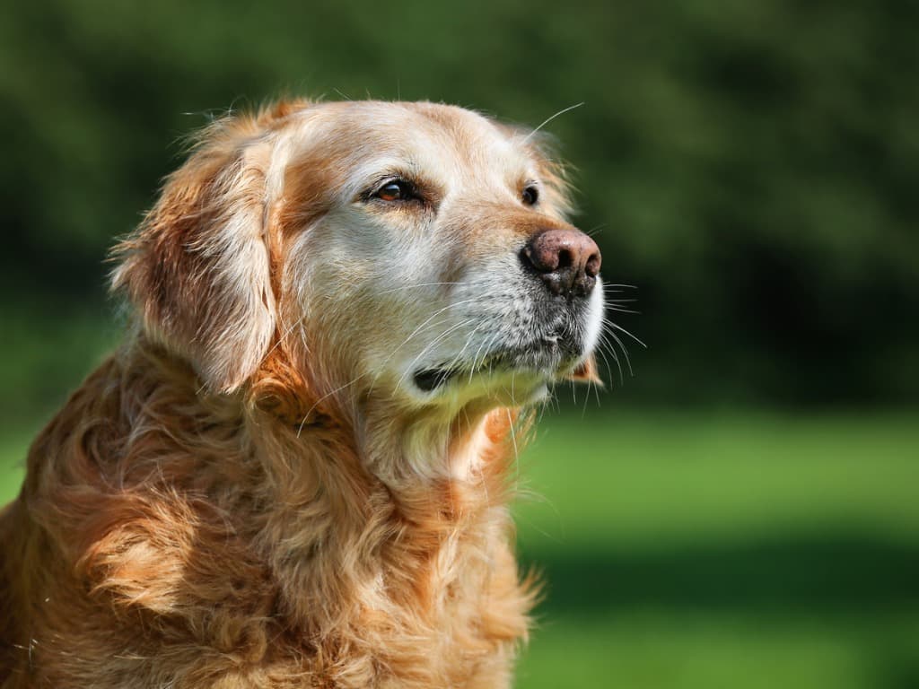 Pet Insurance for Dogs
