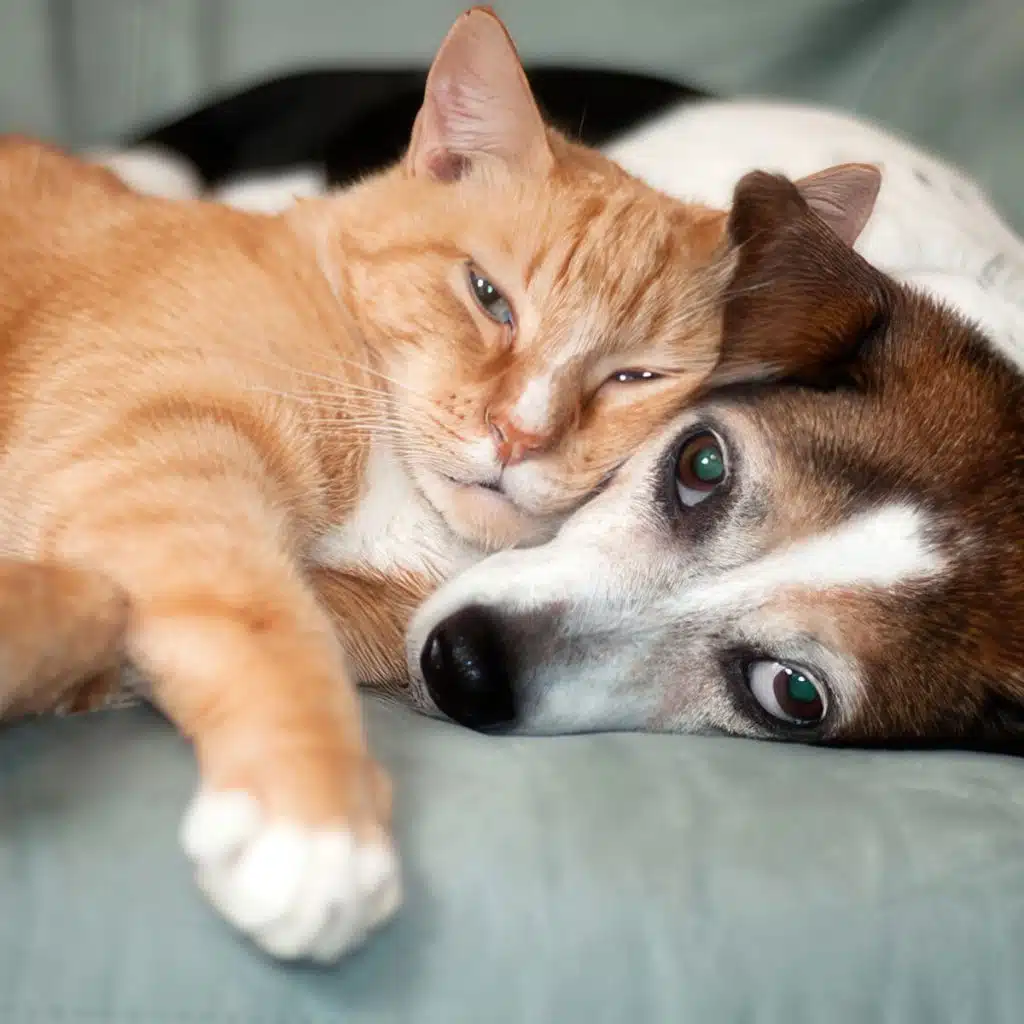 Rescues and Shelters