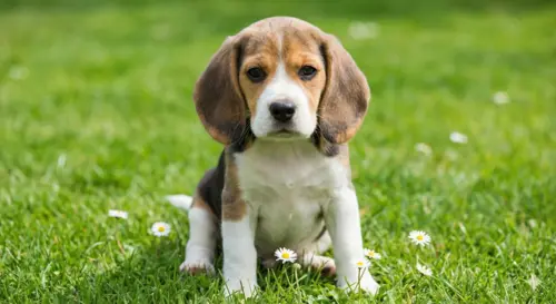How To Compare Pet Insurance Policies